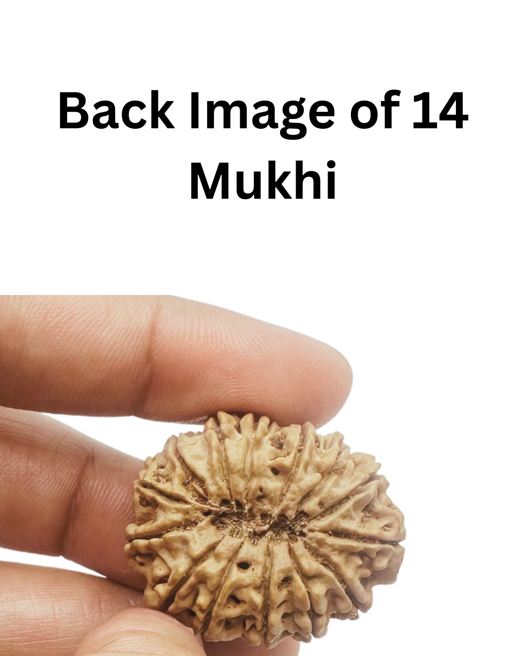 ShivaRatna 14 Mukhi Lab Certified Rudraksha (Origin Nepali) Super Elite Bead