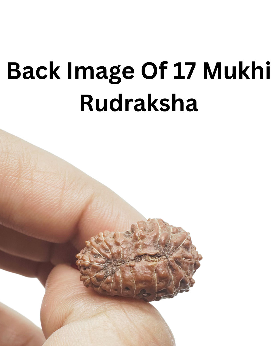 ShivaRatna 17 Mukhi (Java) Rudraksha- Lab Certified