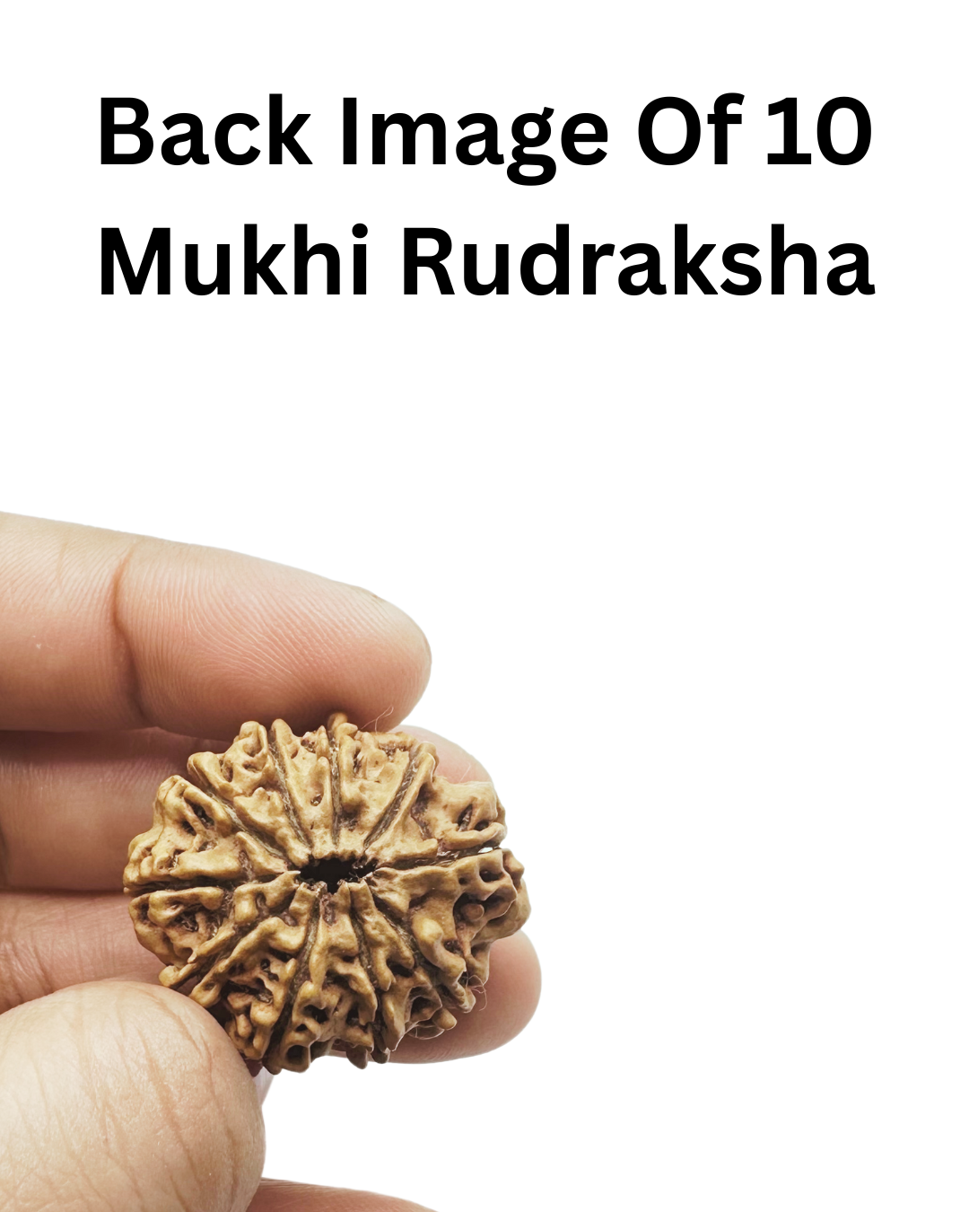 ShivaRatna 10 Mukhi Lab Certified Rudraksha (Origin Nepali) Super Elite (Collector) Bead