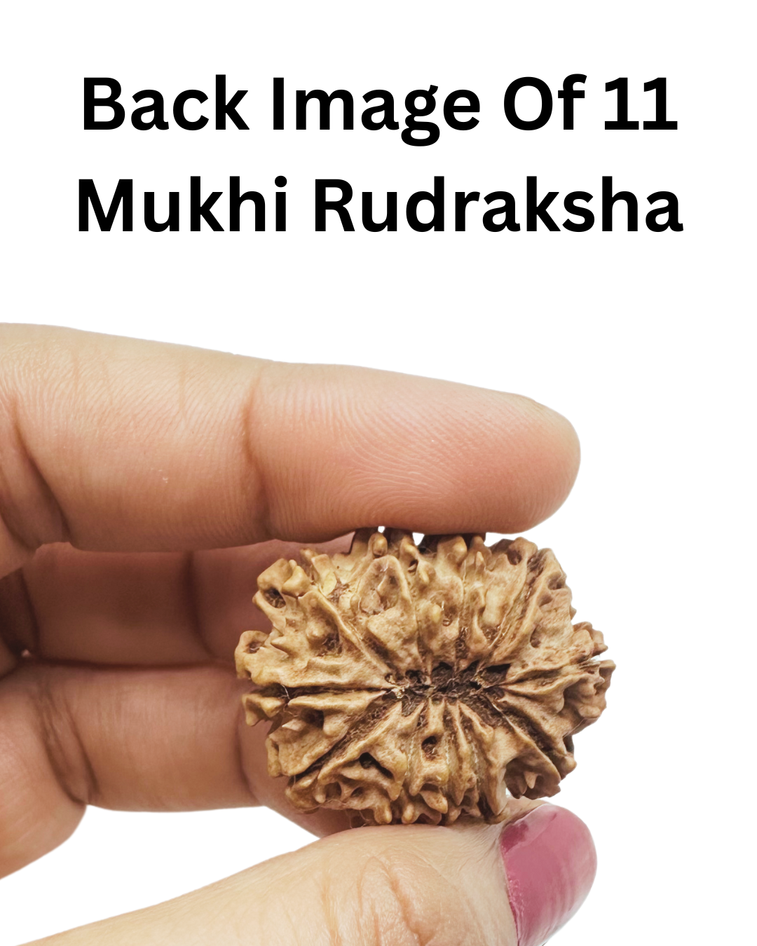 ShivaRatna 11 Mukhi Lab Certified Rudraksha (Origin Nepali) Super Elite (Collector) Bead