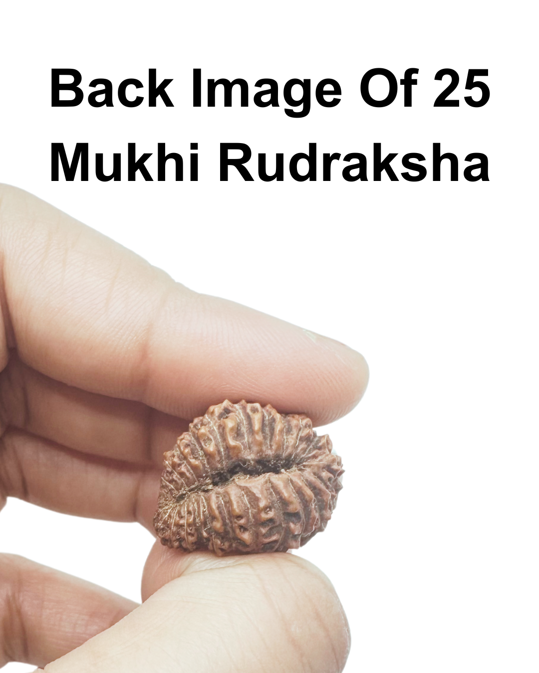 ShivaRatna 25 Mukhi Rudraksha with Certificate of Authenticity (Elite Range)