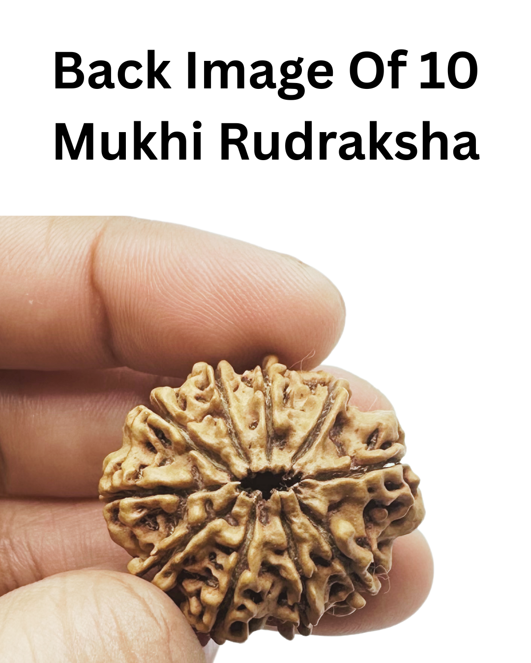 ShivaRatna 10 Mukhi Lab Certified Rudraksha (Origin Nepali) Super Elite (Collector) Bead