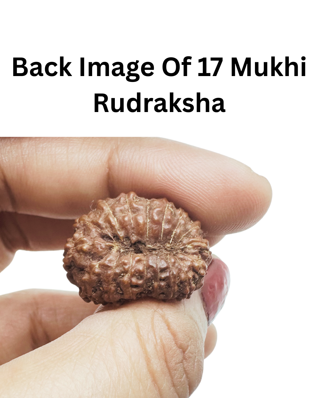 ShivaRatna 17 Mukhi (Java) Rudraksha- Lab Certified