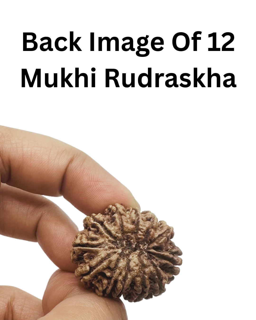 ShivaRatna 12 Mukhi Lab Certified Rudraksha (Origin Nepali) Super Elite (Collector) Bead