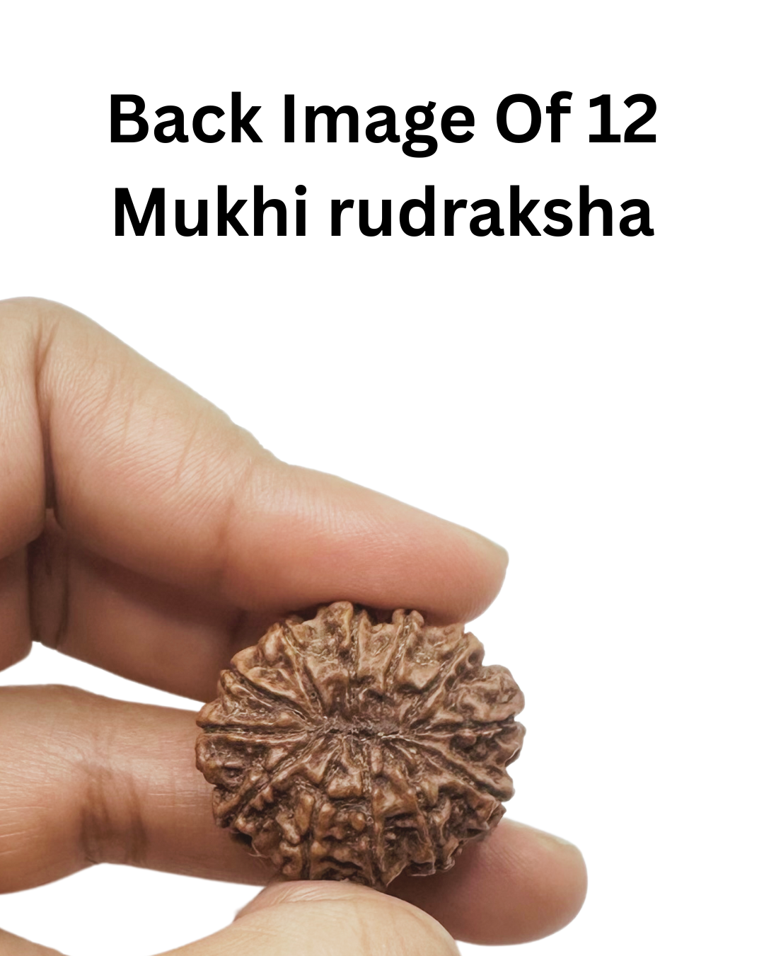 ShivaRatna 12 Mukhi Lab Certified Rudraksha (Origin Nepali) Super Elite (Collector) Bead