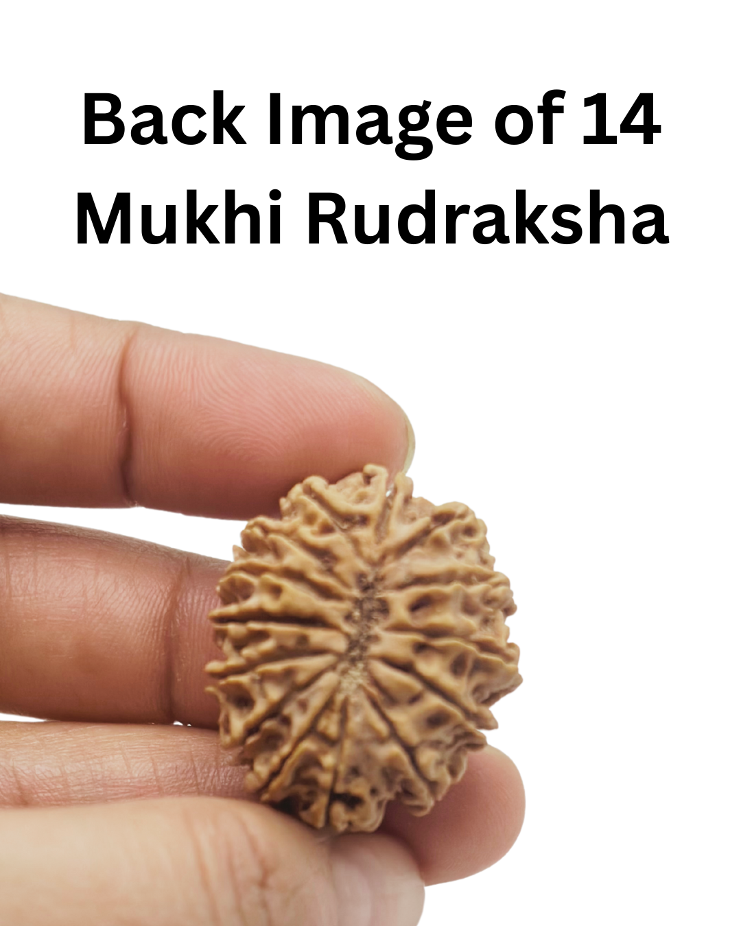 ShivaRatna 14 Mukhi Lab Certified Rudraksha (Origin Nepali) Super Elite Bead