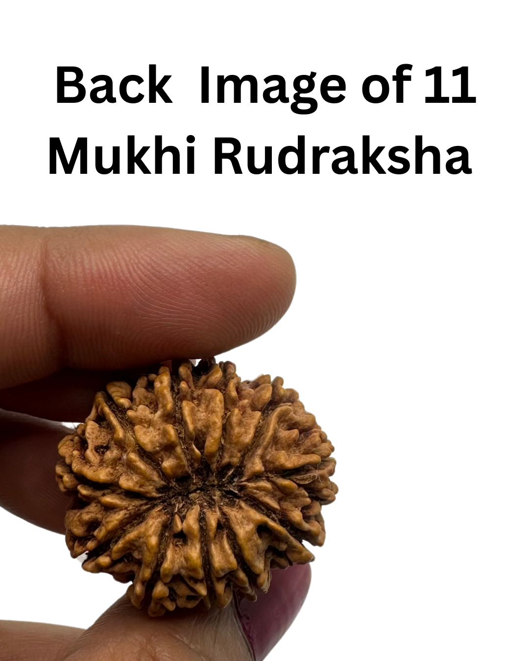 ShivaRatna 11 Mukhi Lab Certified Rudraksha (Origin Nepali) Super Elite (Collector) Bead