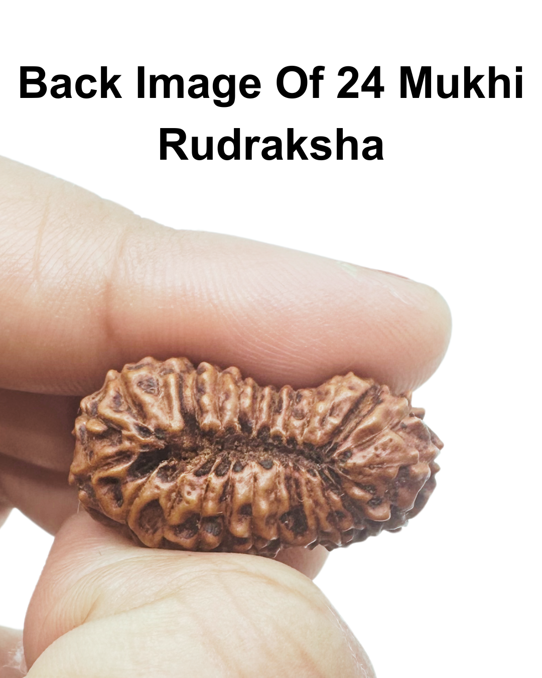 ShivaRatna 24 Mukhi Rudraksha with Certificate of Authenticity (Super Elite Range)