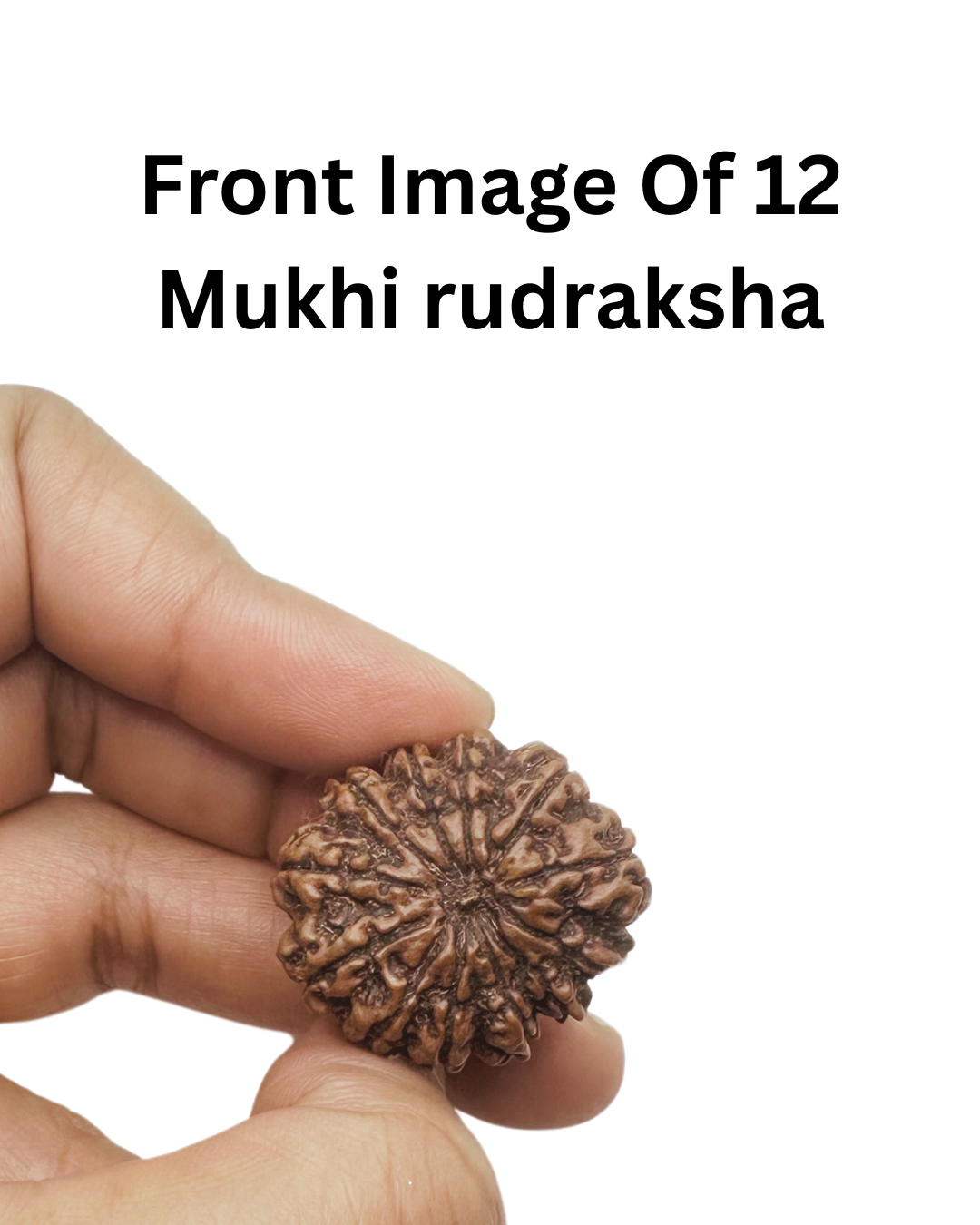 ShivaRatna 12 Mukhi Lab Certified Rudraksha (Origin Nepali) Super Elite (Collector) Bead