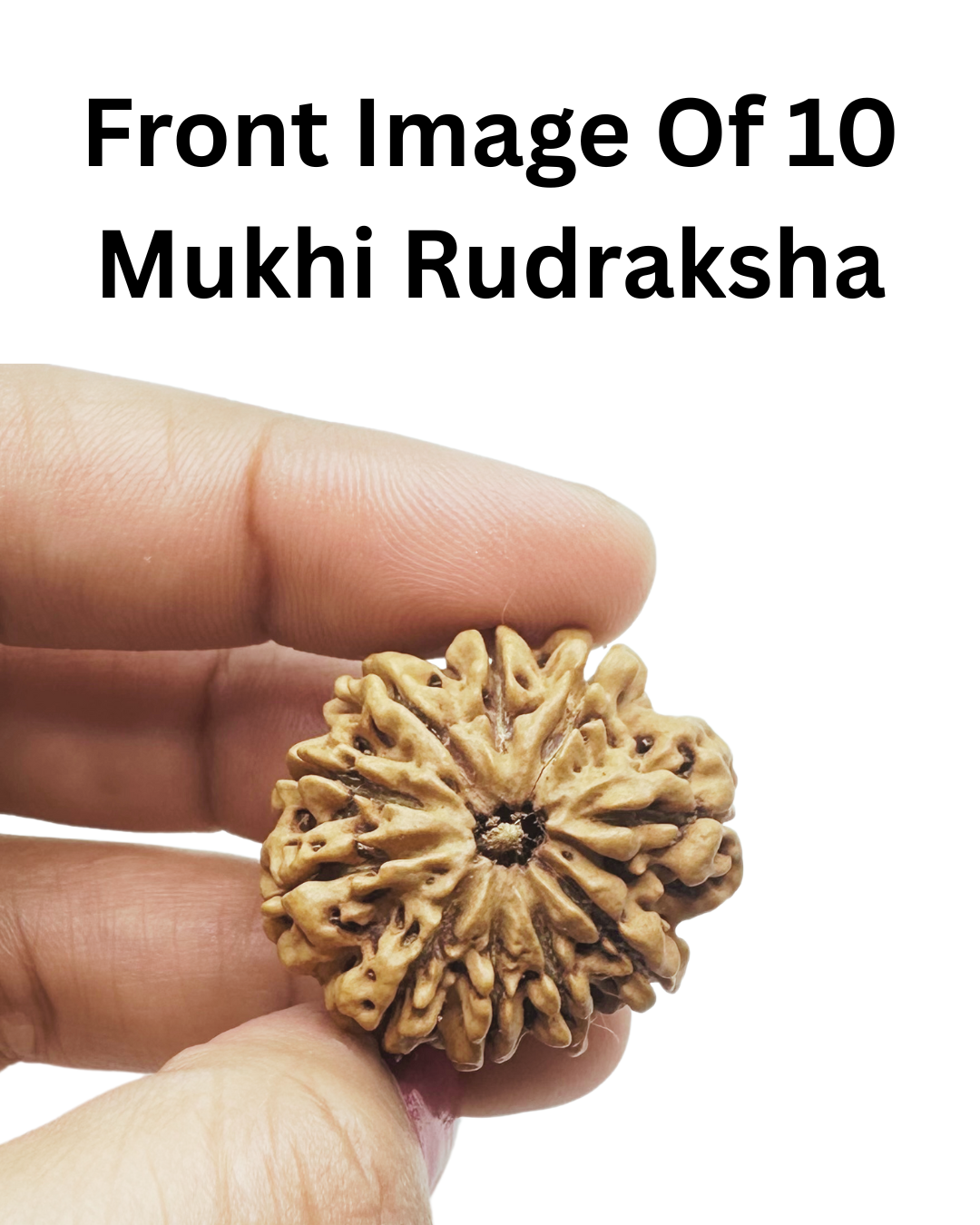 ShivaRatna 10 Mukhi Lab Certified Rudraksha (Origin Nepali) Super Elite (Collector) Bead
