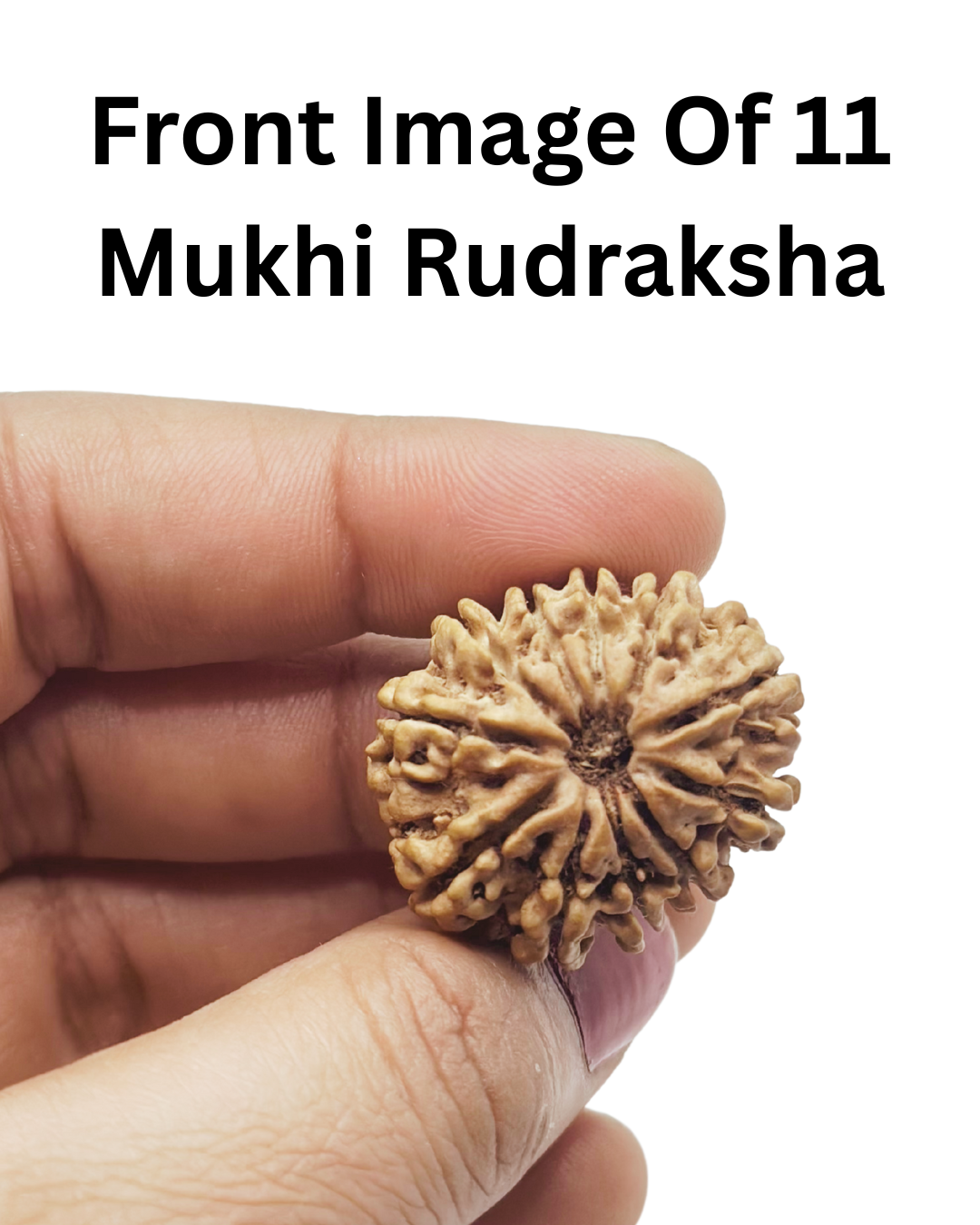 ShivaRatna 11 Mukhi Lab Certified Rudraksha (Origin Nepali) Super Elite (Collector) Bead
