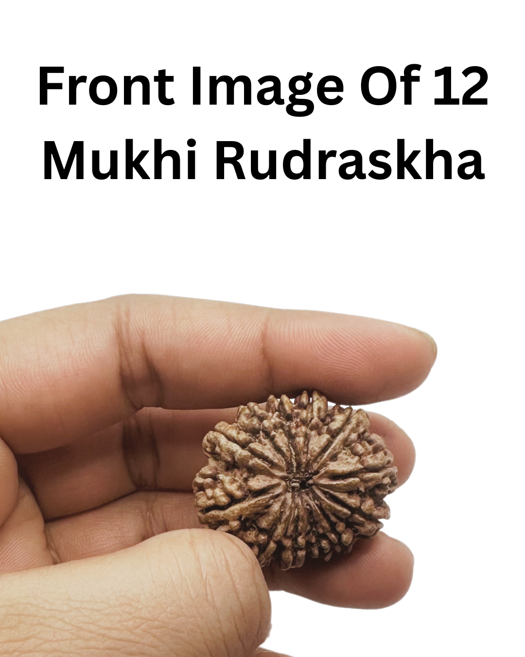 ShivaRatna 12 Mukhi Lab Certified Rudraksha (Origin Nepali) Super Elite (Collector) Bead
