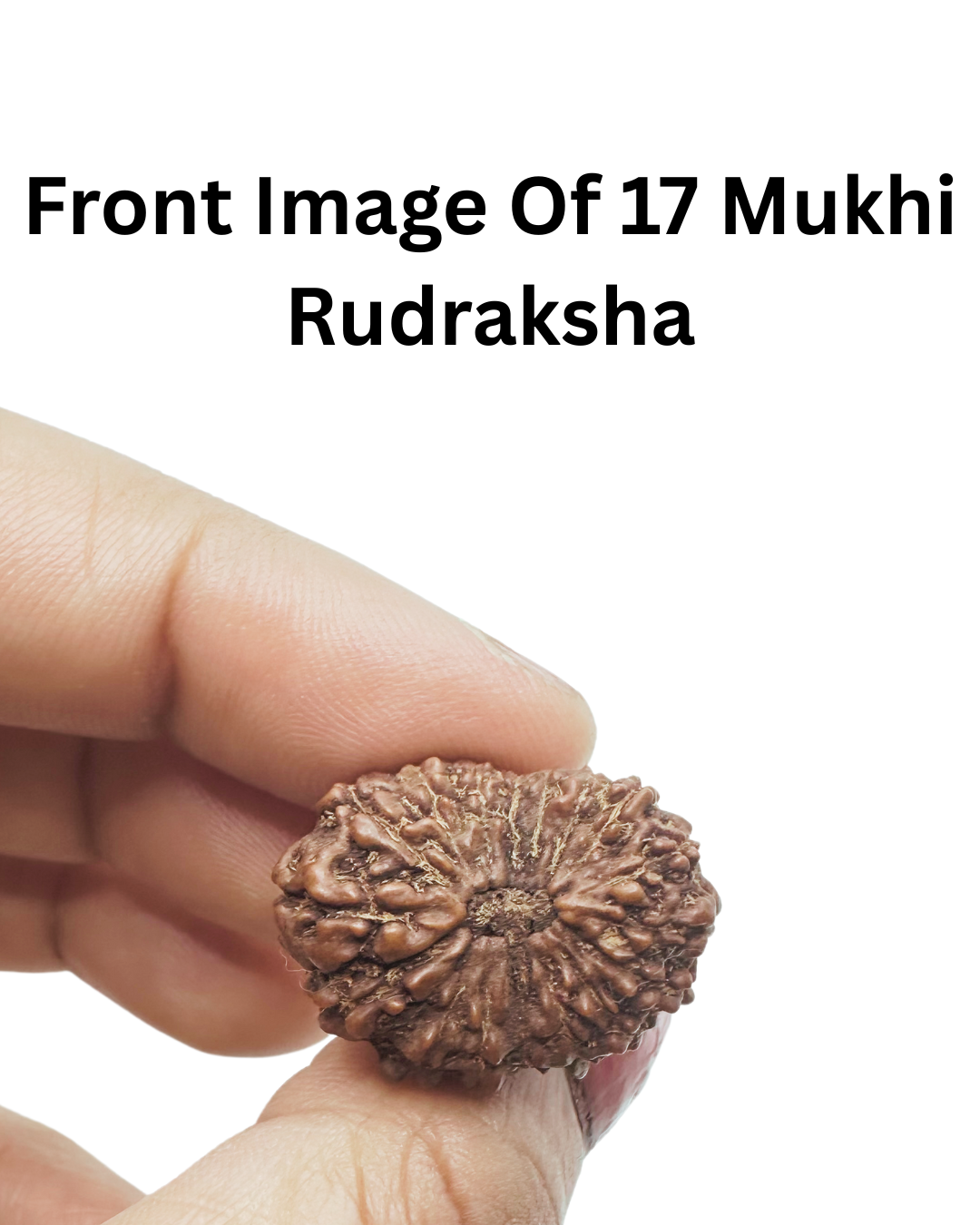 hand picked rudraksha by shivaratna