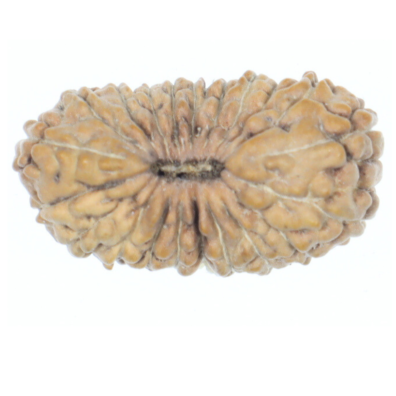 100% authentic rudrakskha