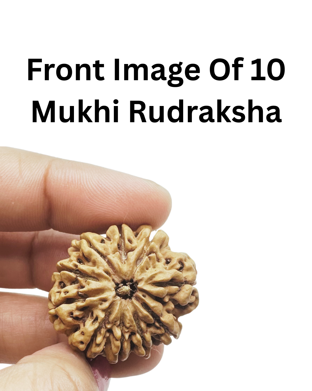 hand picked rudraklsha