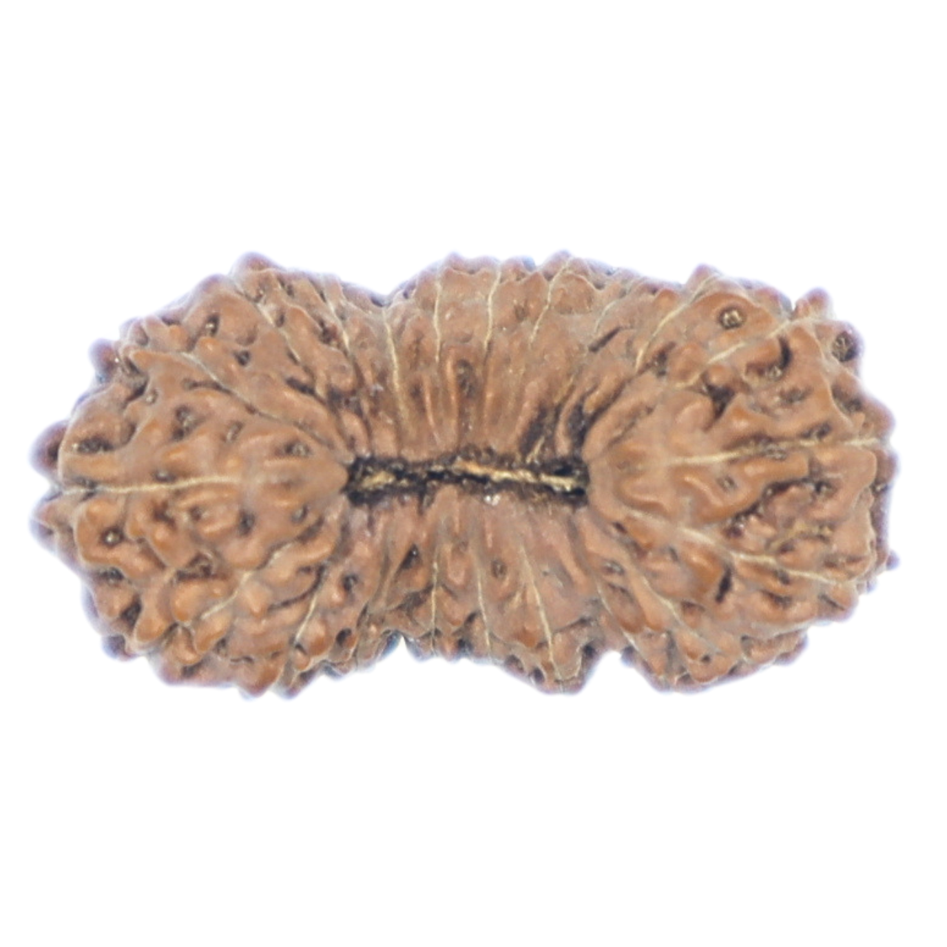 hand picked rudraksha