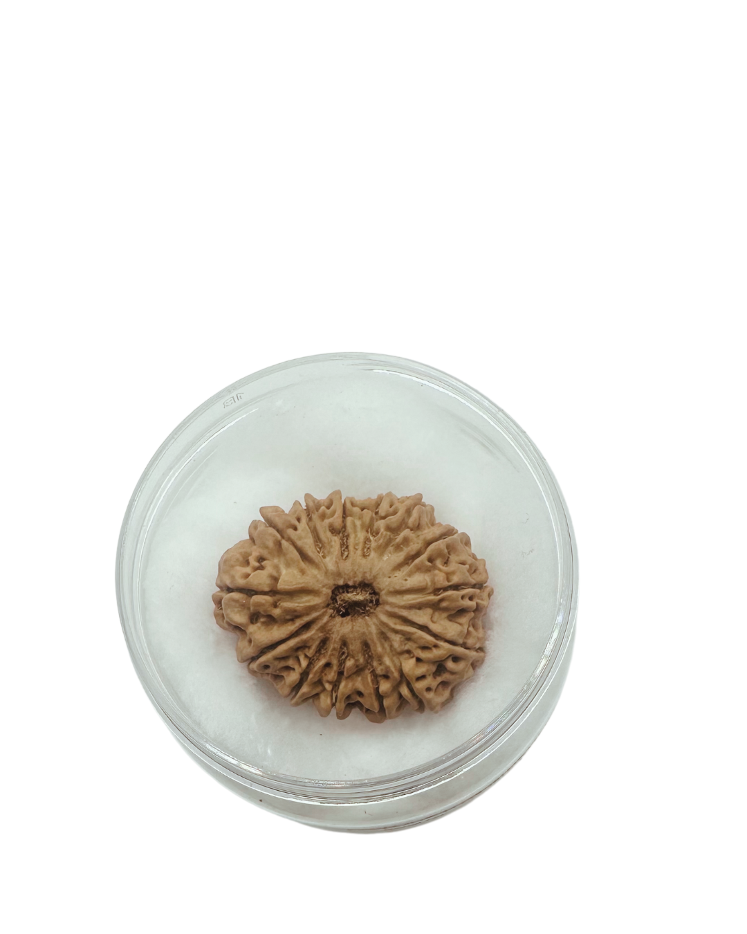 premium collector bead by shivaratna