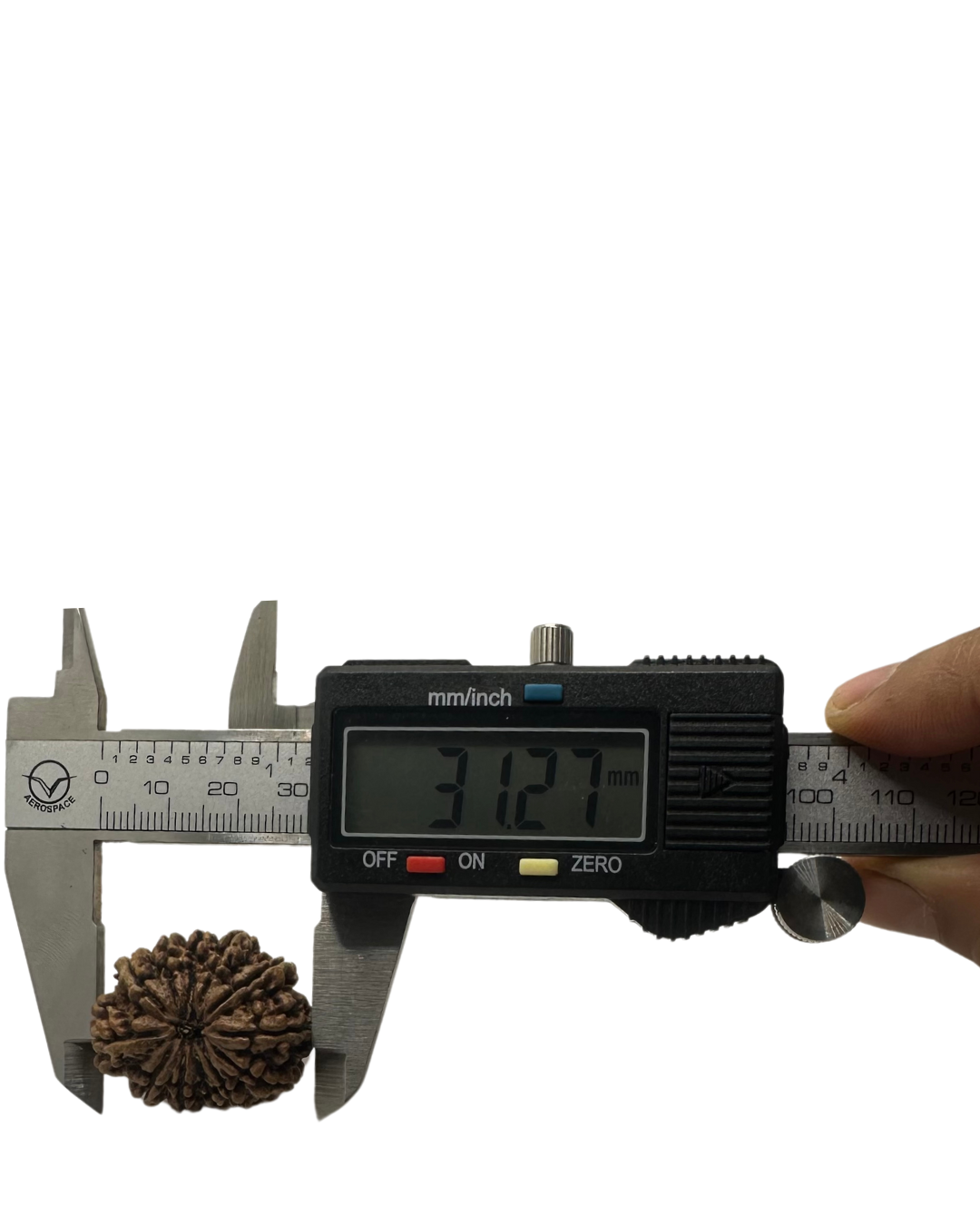 ShivaRatna 12 Mukhi Lab Certified Rudraksha (Origin Nepali) Super Elite (Collector) Bead