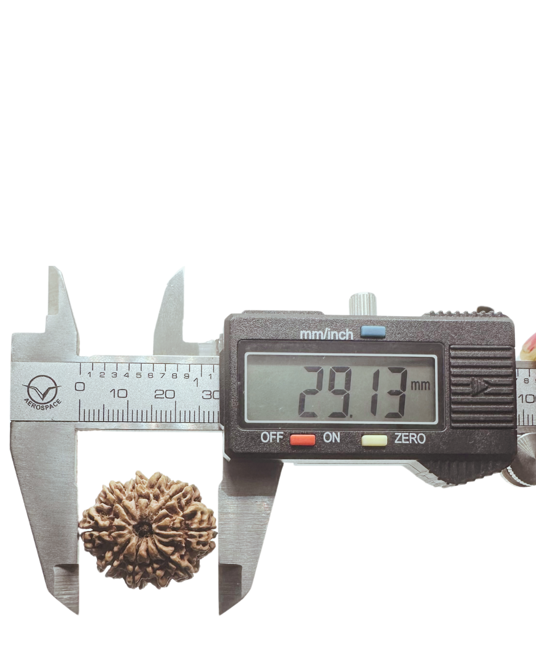 ShivaRatna 10 Mukhi Lab Certified Rudraksha (Origin Nepali) Super Elite (Collector) Bead