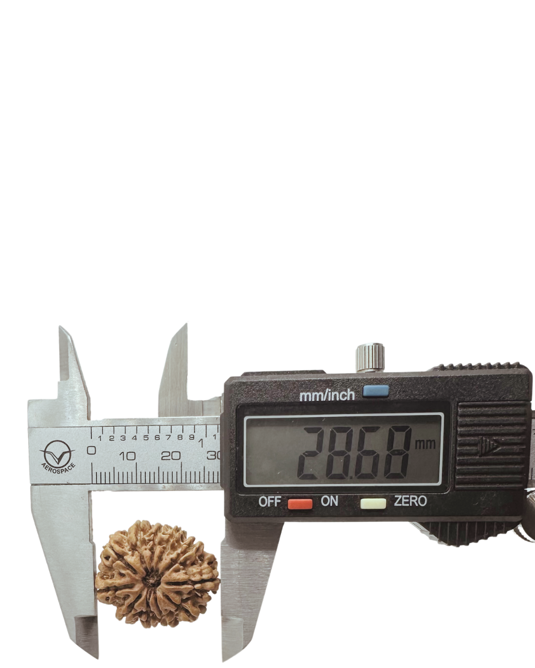 ShivaRatna 11 Mukhi Lab Certified Rudraksha (Origin Nepali) Super Elite (Collector) Bead