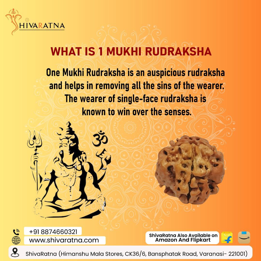 ShivaRatna  1 Mukhi Rudraksha Nepal Origin (Round Shape) Comes with ISO Marked Lab Certificate