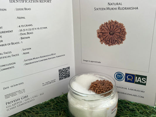 ShivaRatna 16 Mukhi/ Sixteen Face Rudraksha with Certificate of Authenticity (Elite Range)