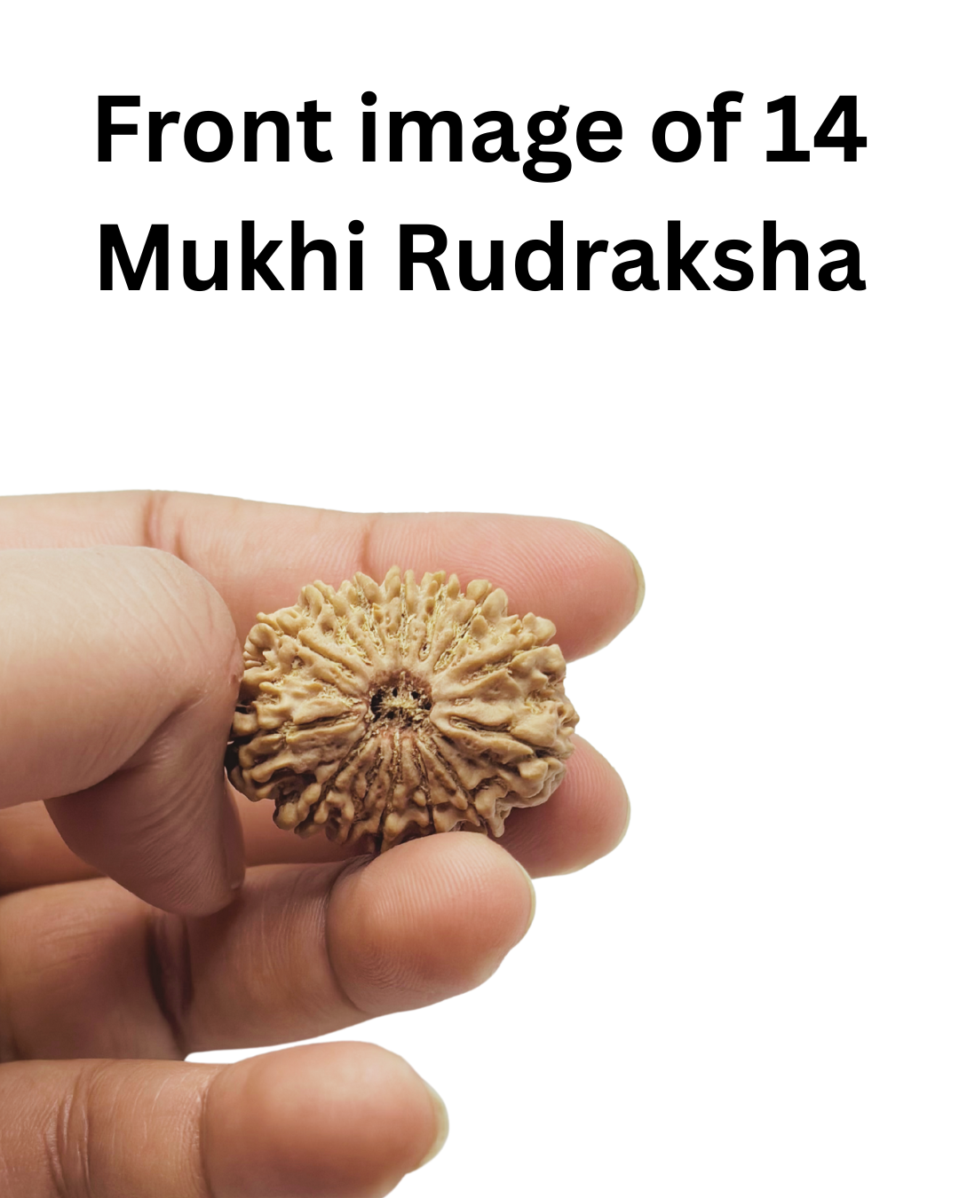 collector 14mukhi nepali bead