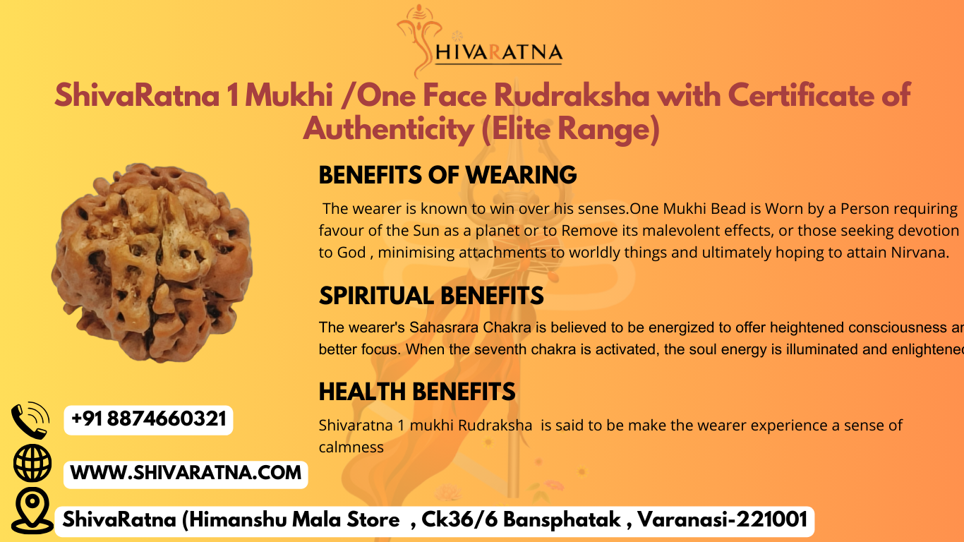 ShivaRatna  1 Mukhi Rudraksha Nepal Origin (Round Shape) Comes with ISO Marked Lab Certificate