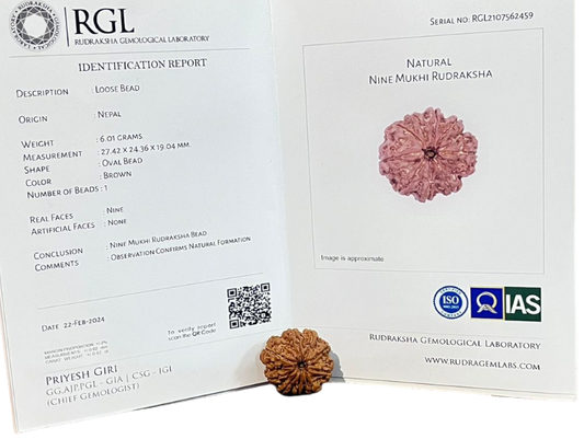 ShivaRatna 9 Mukhi/Nine Face Rudraksha with Certificate of Authenticity(Elite Range) Collector Size