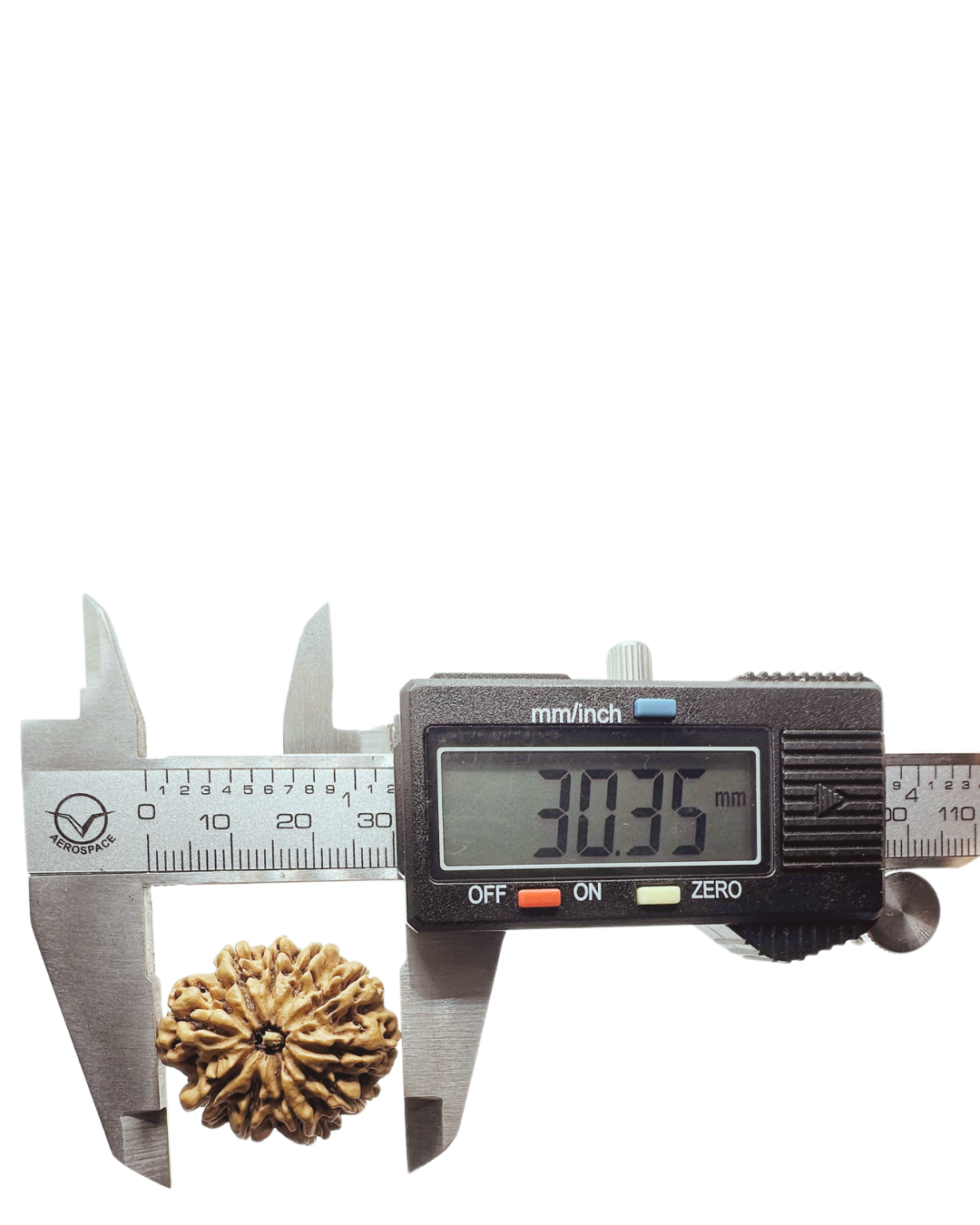 ShivaRatna 10 Mukhi Lab Certified Rudraksha (Origin Nepali) Super Elite (Collector) Bead