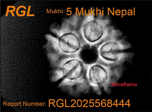 5mukhi xray report by shivaratna