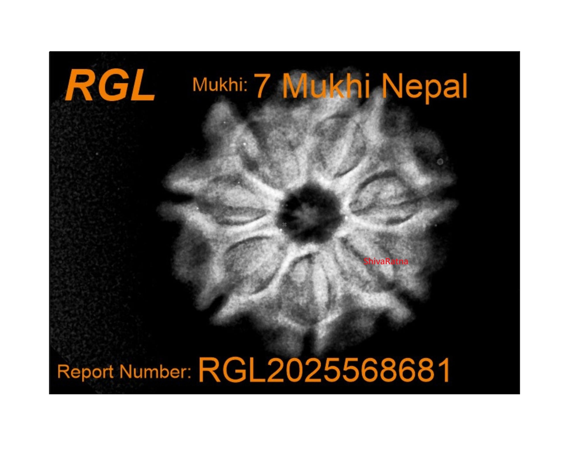 orignal 7mukhi by shivaratna