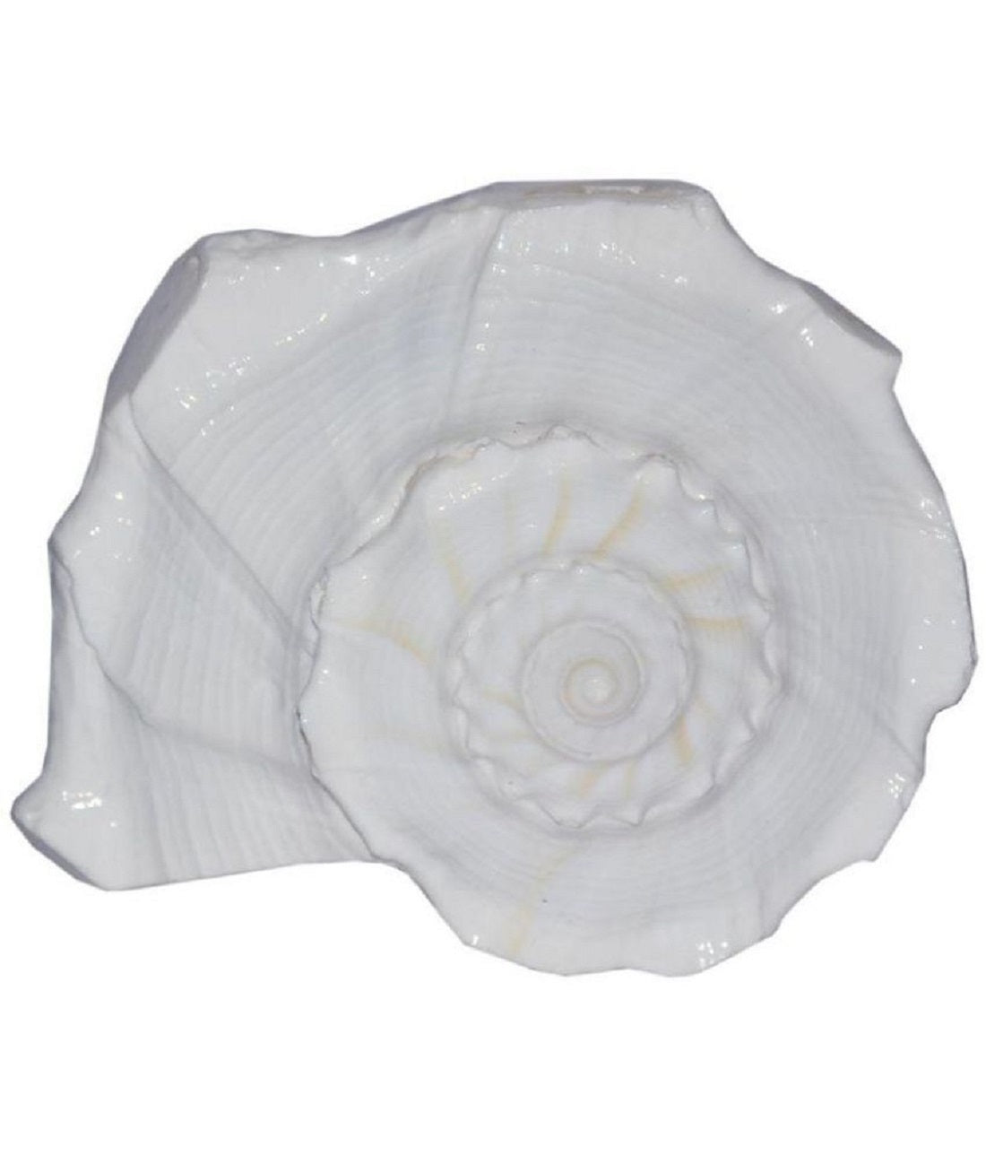 ShivaRatna Right Natural Valampuri/ Dakshinamukhi Shankh (4-5 Inch ) - ShivaRatna
